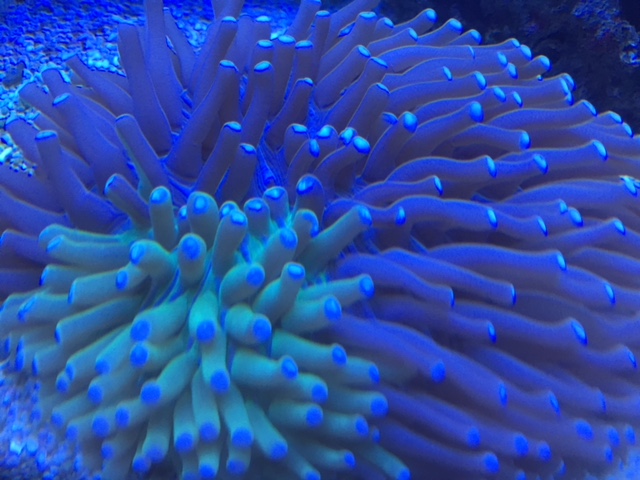 Frag 1 - In2DeepCorals - Saltwater Aquarium Store 