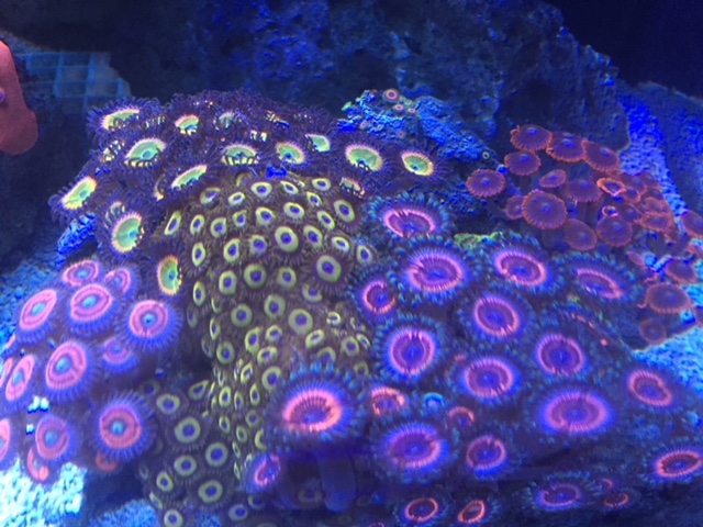 Piece #3 - in2DeepCorals - Livestock & Reef Supplies