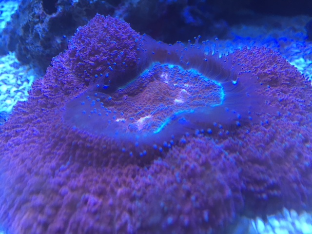 Image 2 - In2DeepCorals - Brantford Saltwater Tank Store