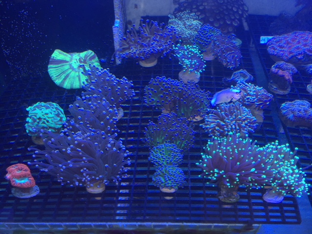 Coral Farm 1 - In2DeepCorals Brantford ON - Coral Store and Supplies